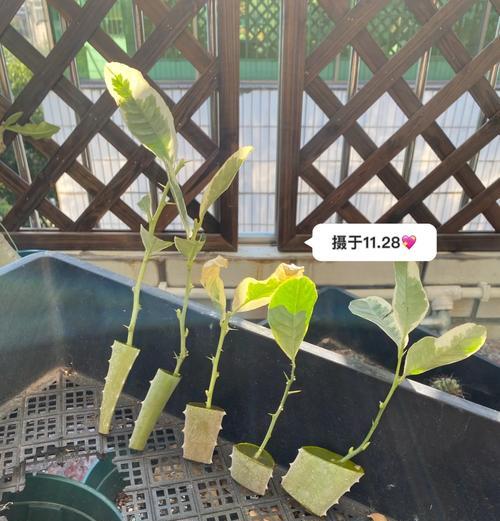 芦荟大修剪枝条的正确方法是什么？修剪后如何护理？