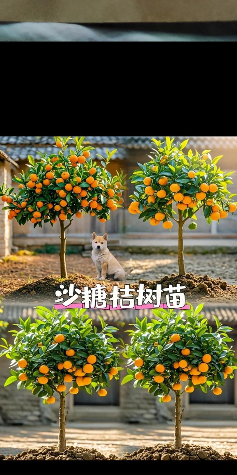 橘子种子催芽方法有哪些？如何快速让橘子种子发芽？