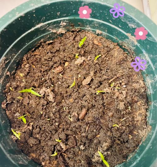 橘子种子催芽方法有哪些？如何快速让橘子种子发芽？
