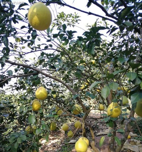 种柚子催芽的最佳方法是什么？如何确保柚子种子快速发芽？