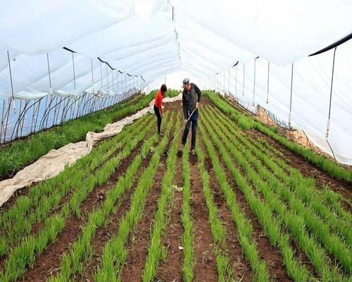 韭菜粽子怎么种植方法？从播种到收获的全过程解析？