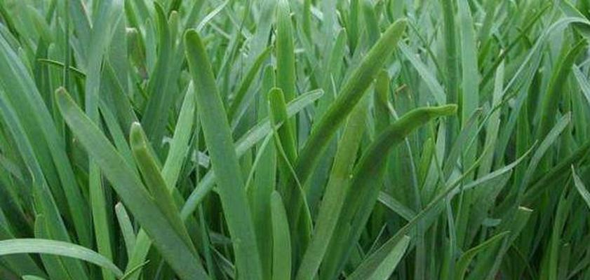 韭菜粽子怎么种植方法？从播种到收获的全过程解析？