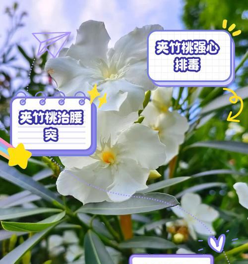 夹竹桃盆栽修剪枝条的最佳时机是什么时候？修剪后如何护理？