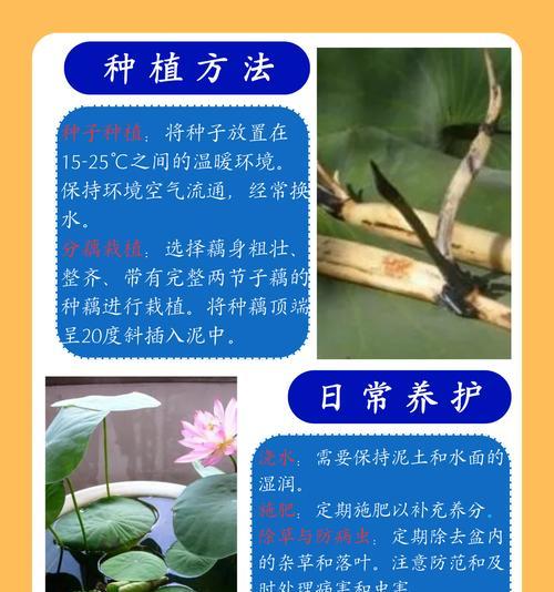怎么种植方法？初学者的种植步骤和常见问题解答？