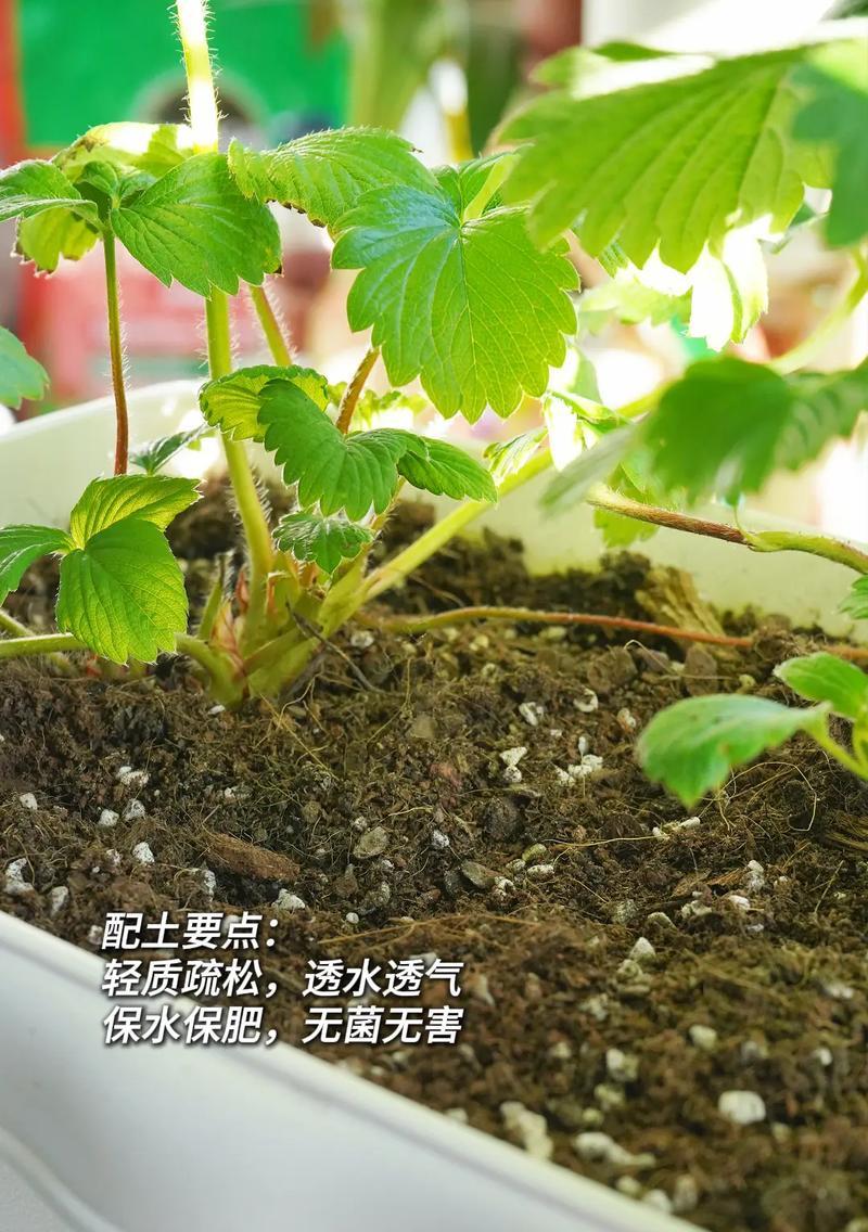 怎么种植方法？初学者的种植步骤和常见问题解答？
