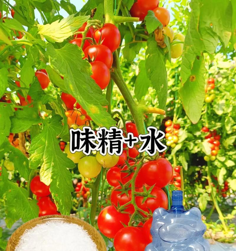 怎么种植方法？初学者的种植步骤和常见问题解答？
