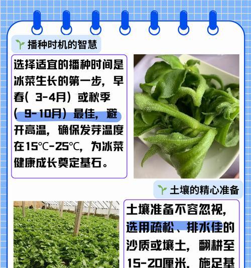 种小菜催芽方法是什么？如何提高发芽率？