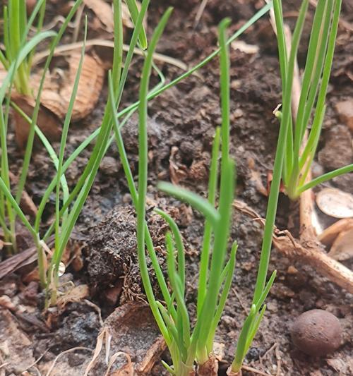 种小菜催芽方法是什么？如何提高发芽率？