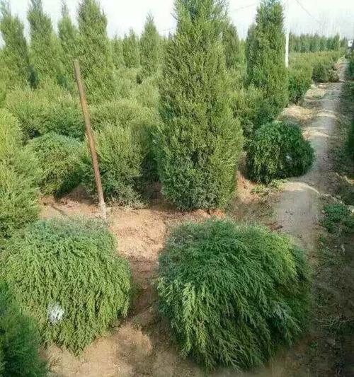 圆柏种子催芽方法是什么？需要多长时间才能发芽？