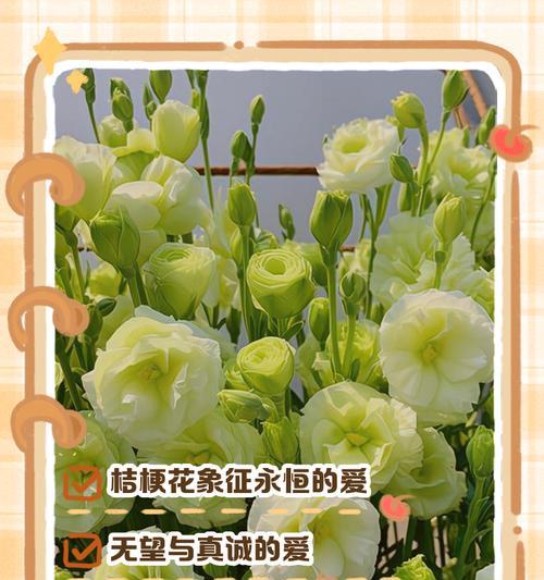 104朵花的寓意是什么意思？花语背后的含义有哪些？