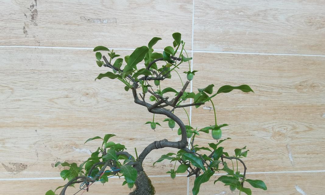 建材树修剪枝条的最佳时机是什么时候？如何正确修剪？