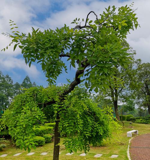 建材树修剪枝条的最佳时机是什么时候？如何正确修剪？
