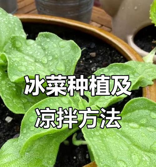 冰心菜怎么种植方法？有哪些步骤和注意事项？