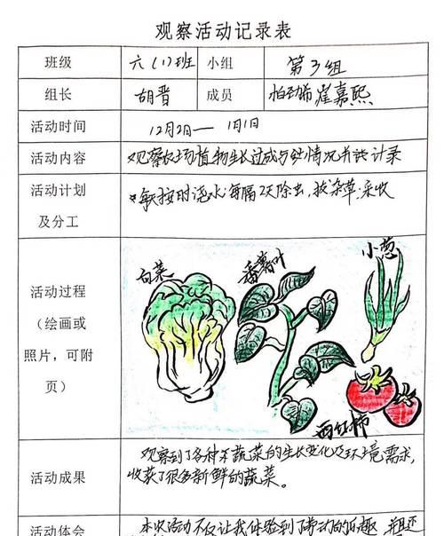 冰心菜怎么种植方法？有哪些步骤和注意事项？