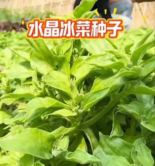 冰心菜怎么种植方法？有哪些步骤和注意事项？