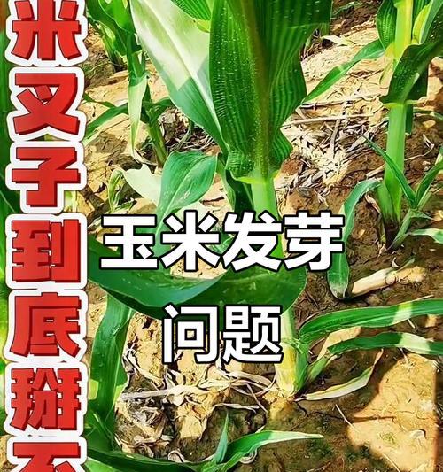 玉米催芽技巧有哪些？怎样才能快速有效催芽？