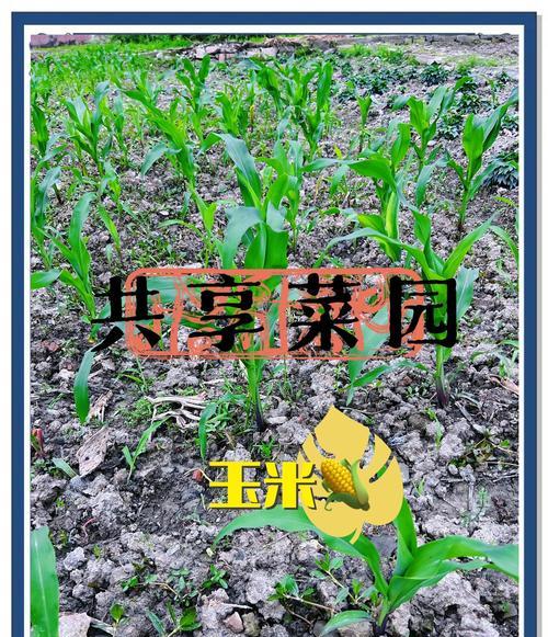 玉米催芽技巧有哪些？怎样才能快速有效催芽？