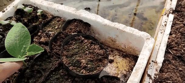 夏天南瓜催芽遇到问题怎么办？有效催芽方法有哪些？