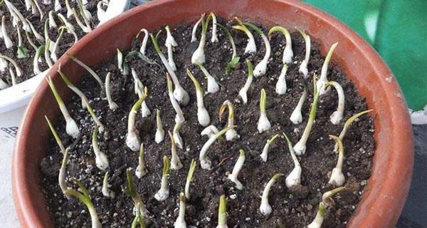 毛丝菇种植方法有哪些？如何正确种植毛丝菇？
