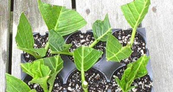 毛丝菇种植方法有哪些？如何正确种植毛丝菇？