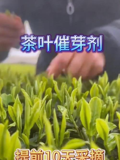 沙漠玫瑰催芽剂使用方法是什么？如何正确使用以提高发芽率？