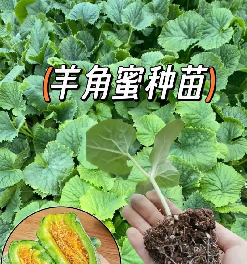 羊角蜜种植方法是什么？如何正确种植羊角蜜？
