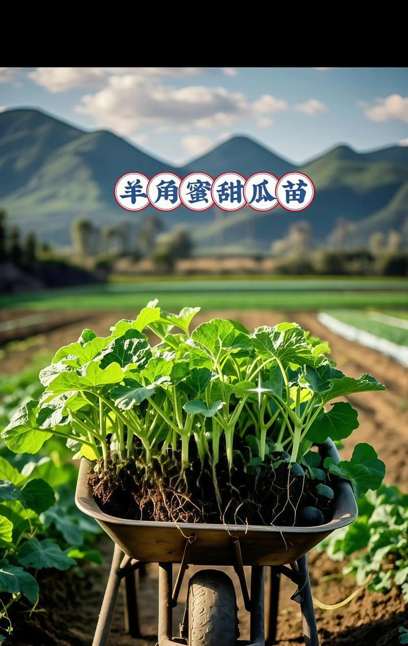 羊角蜜种植方法是什么？如何正确种植羊角蜜？