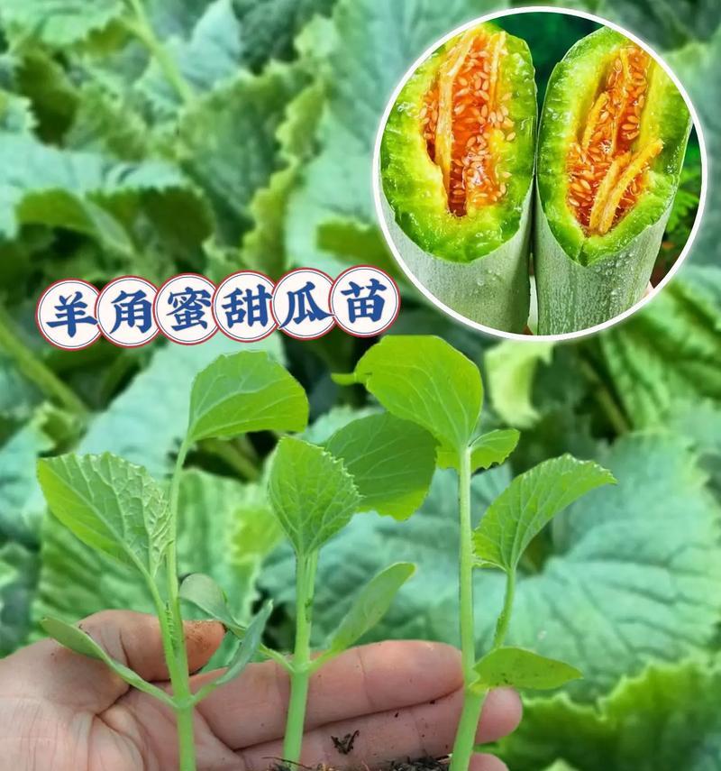 羊角蜜种植方法是什么？如何正确种植羊角蜜？