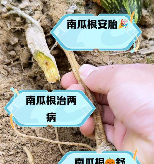 风化南瓜催芽方法是什么？需要多长时间才能发芽？