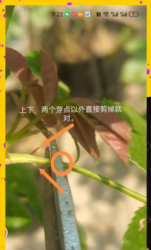 进口紫藤修剪枝条的最佳时机和方法是什么？