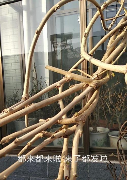 进口紫藤修剪枝条的最佳时机和方法是什么？