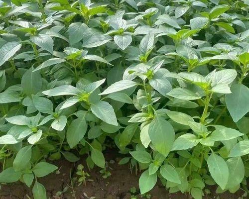冬季如何种植荆芥？荆芥种植方法有哪些常见问题？