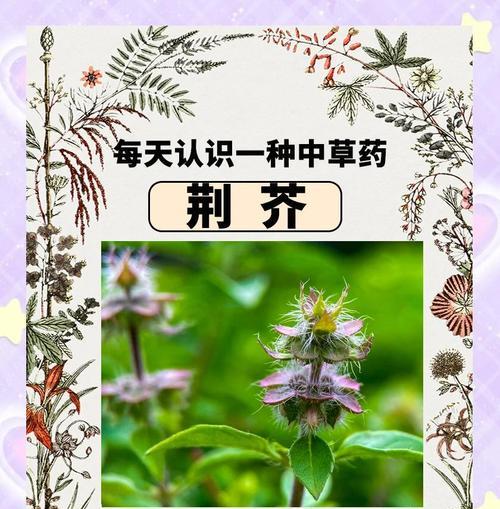 冬季如何种植荆芥？荆芥种植方法有哪些常见问题？