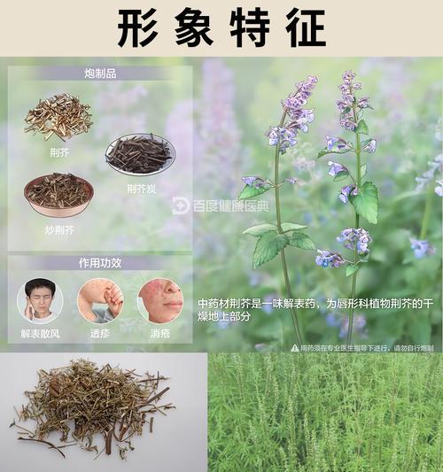 冬季如何种植荆芥？荆芥种植方法有哪些常见问题？
