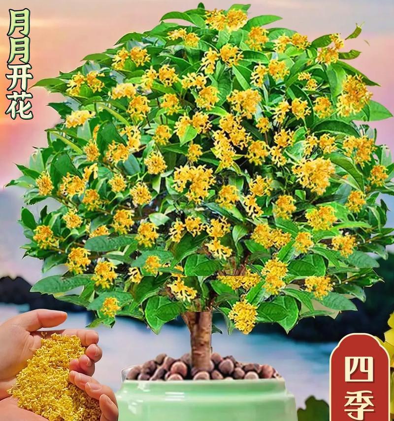 桂花怎么种植方法？初学者指南是什么？