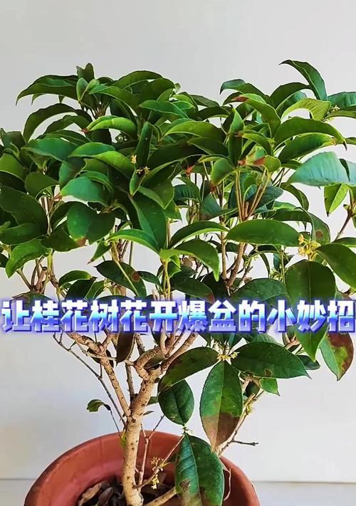 桂花怎么种植方法？初学者指南是什么？