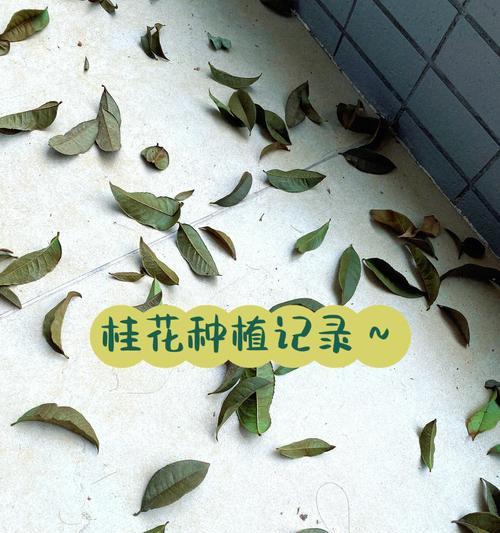 桂花怎么种植方法？初学者指南是什么？