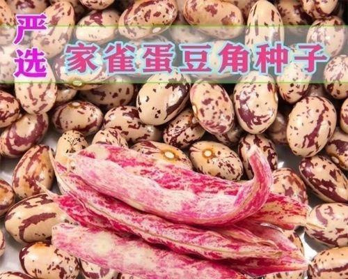 家雀蛋豆种植方法是什么？如何正确种植家雀蛋豆？