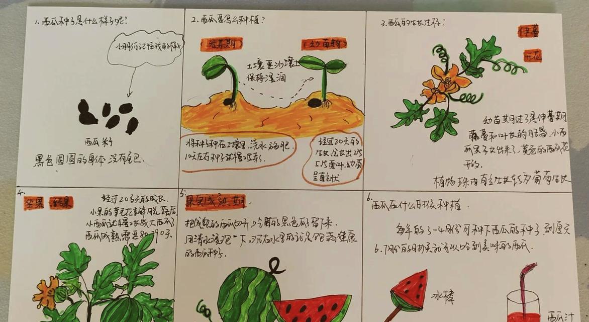 精品小西瓜催芽育苗的正确方法是什么？
