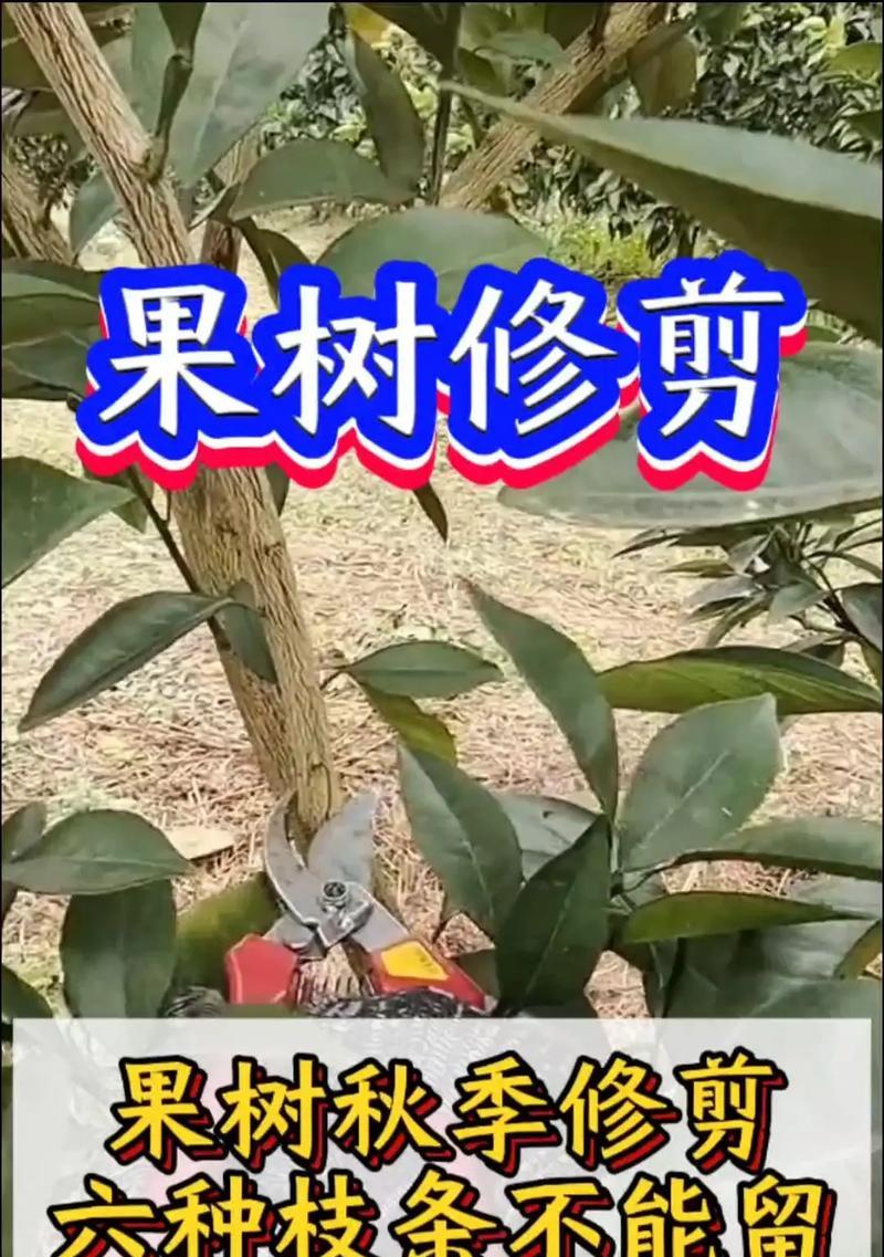 钓鱼金兰修剪枝条的最佳时机是什么时候？如何正确修剪？