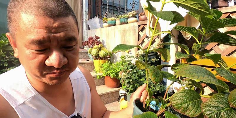 钓鱼金兰修剪枝条的最佳时机是什么时候？如何正确修剪？