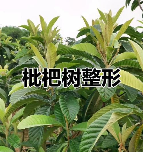 枇杷栽植修剪枝条的正确方法是什么？修剪后如何促进生长？
