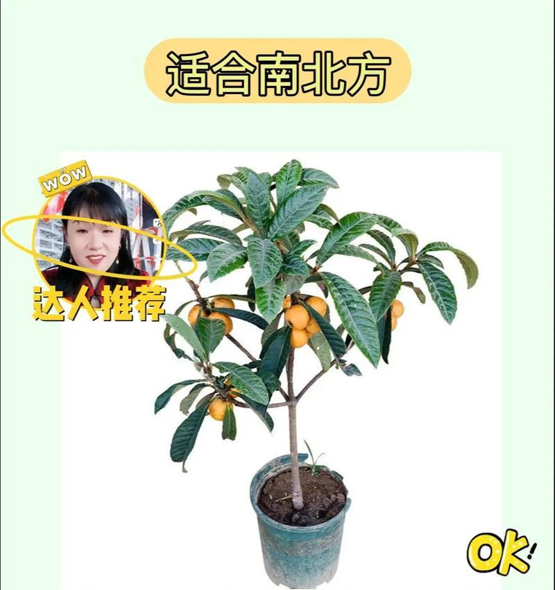 枇杷栽植修剪枝条的正确方法是什么？修剪后如何促进生长？