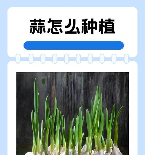 嫩大蒜催芽快的方法是什么？需要多长时间才能发芽？