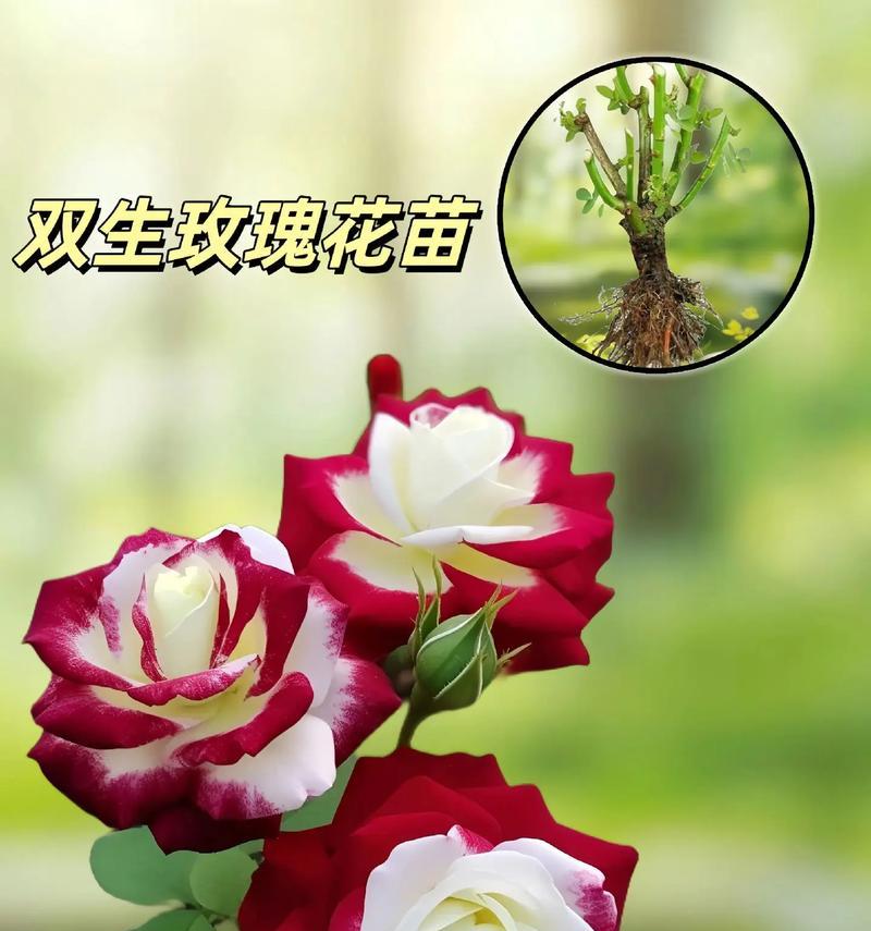 104朵花代表什么含义？花语解释及常见疑问解答？