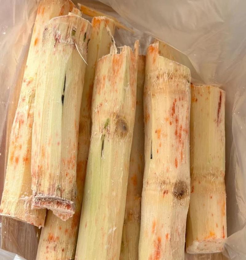 甘蔗催芽处理发烂怎么办？有效方法有哪些？