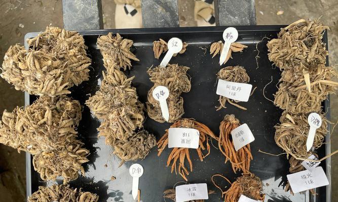 甘蔗催芽处理发烂怎么办？有效方法有哪些？
