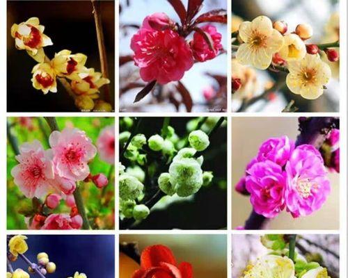 腊梅种子种植方法有哪些？如何确保成功发芽？