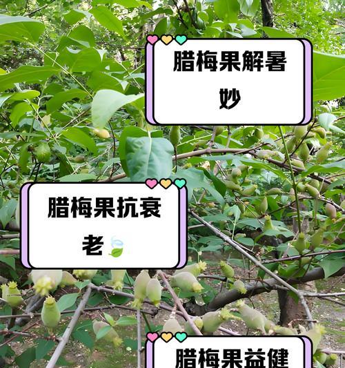 腊梅种子种植方法有哪些？如何确保成功发芽？