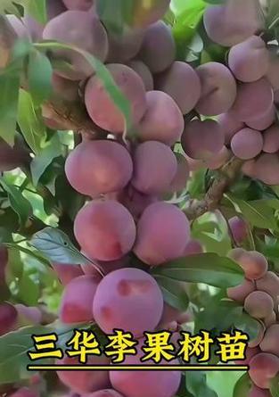 三华李种植打理方法是什么？如何确保三华李的健康生长？
